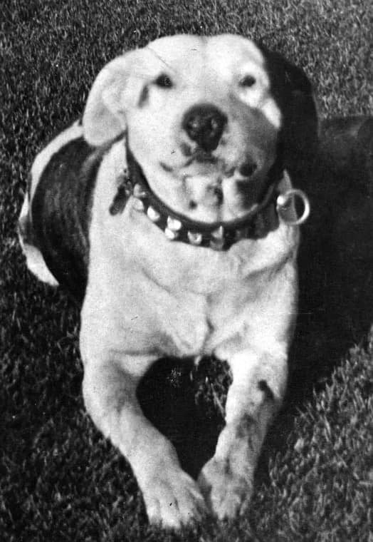 Old Bill, the Lethbridge fire service station mascot